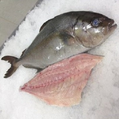 Fresh Kampachi, Fillet (1.5 KG)---PRE-ORDER ONLY